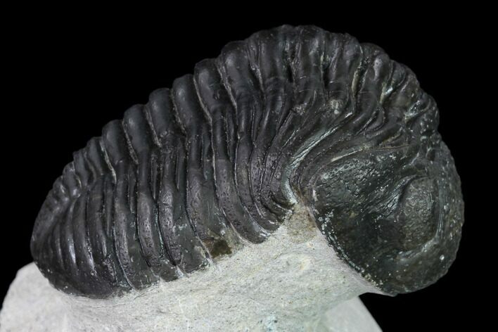 Pedinopariops Trilobite - Mrakib, Morocco #138084